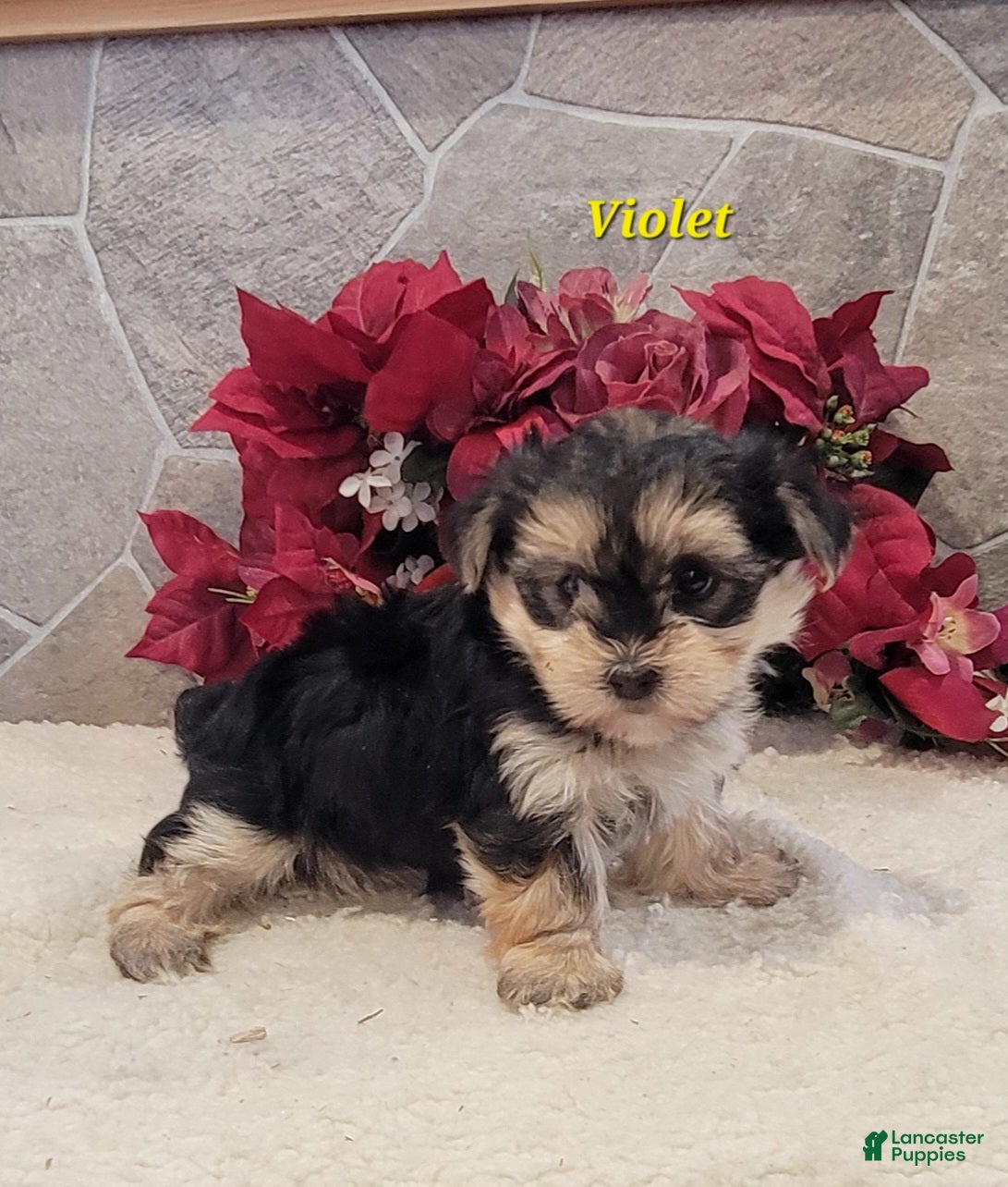 Morkie dogs Violet - Ad 12