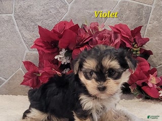 Morkie dogs Violet - Ad 34