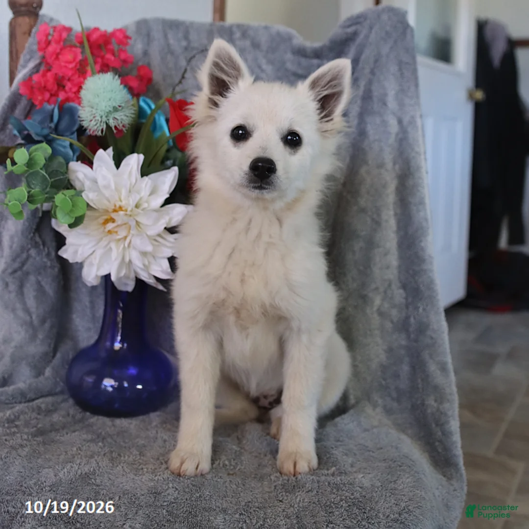 American Eskimo dogs for sale: Puff - Ad 3