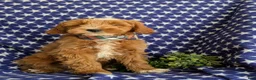 Mini Goldendoodle dogs for sale: Blaze Hypoallergenic - Ad 6