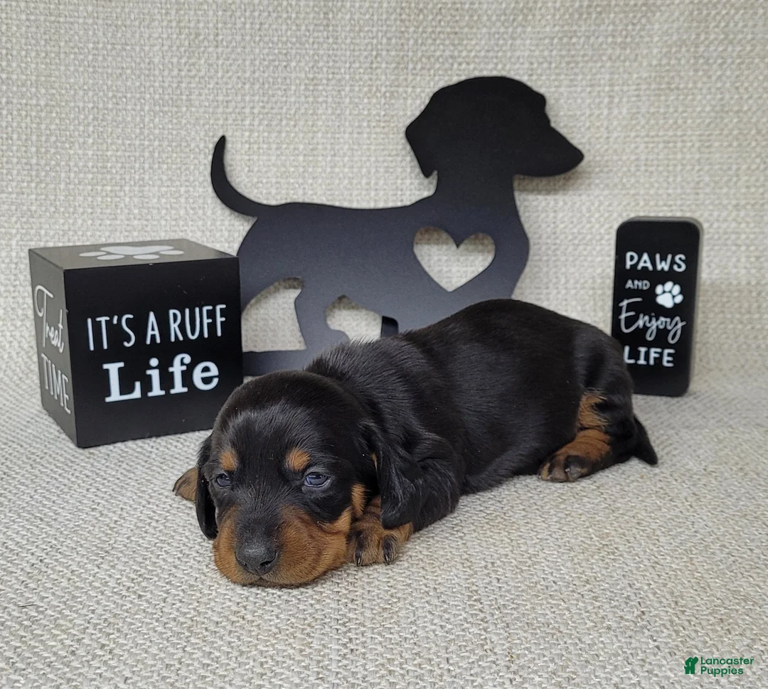 Miniature Dachshund dogs for sale: Sofia AKC - Ad 2