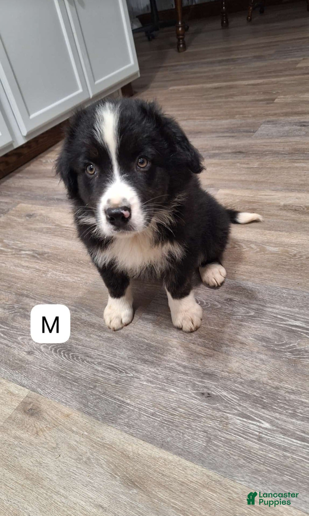 Australian Shepherd dogs for sale: Australian Shepherd Puppy 7 - Ad 1