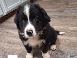 Australian Shepherd dogs Australian Shepherd Puppy 7 - Ad 15