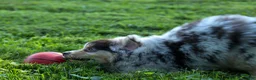 Miniature Australian Shepherd dogs for sale: LANDON [ new pictures] - Ad 9