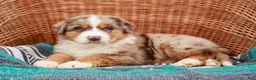 Australian Shepherd dogs for sale: Sparkles - Ad 5