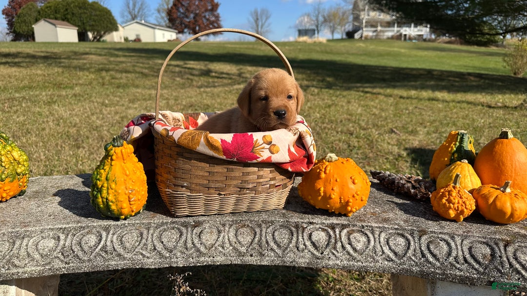 Labrador Retriever dogs for sale: Dan - Ad 3