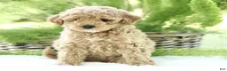 Toy Poodle dogs for sale: Rosco  - Ad 1