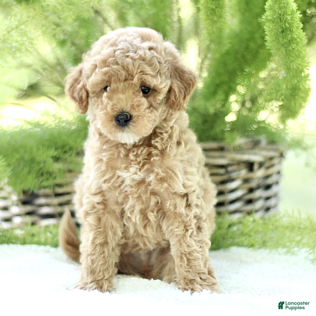Toy Poodle dogs for sale: Rosco  - Ad 1
