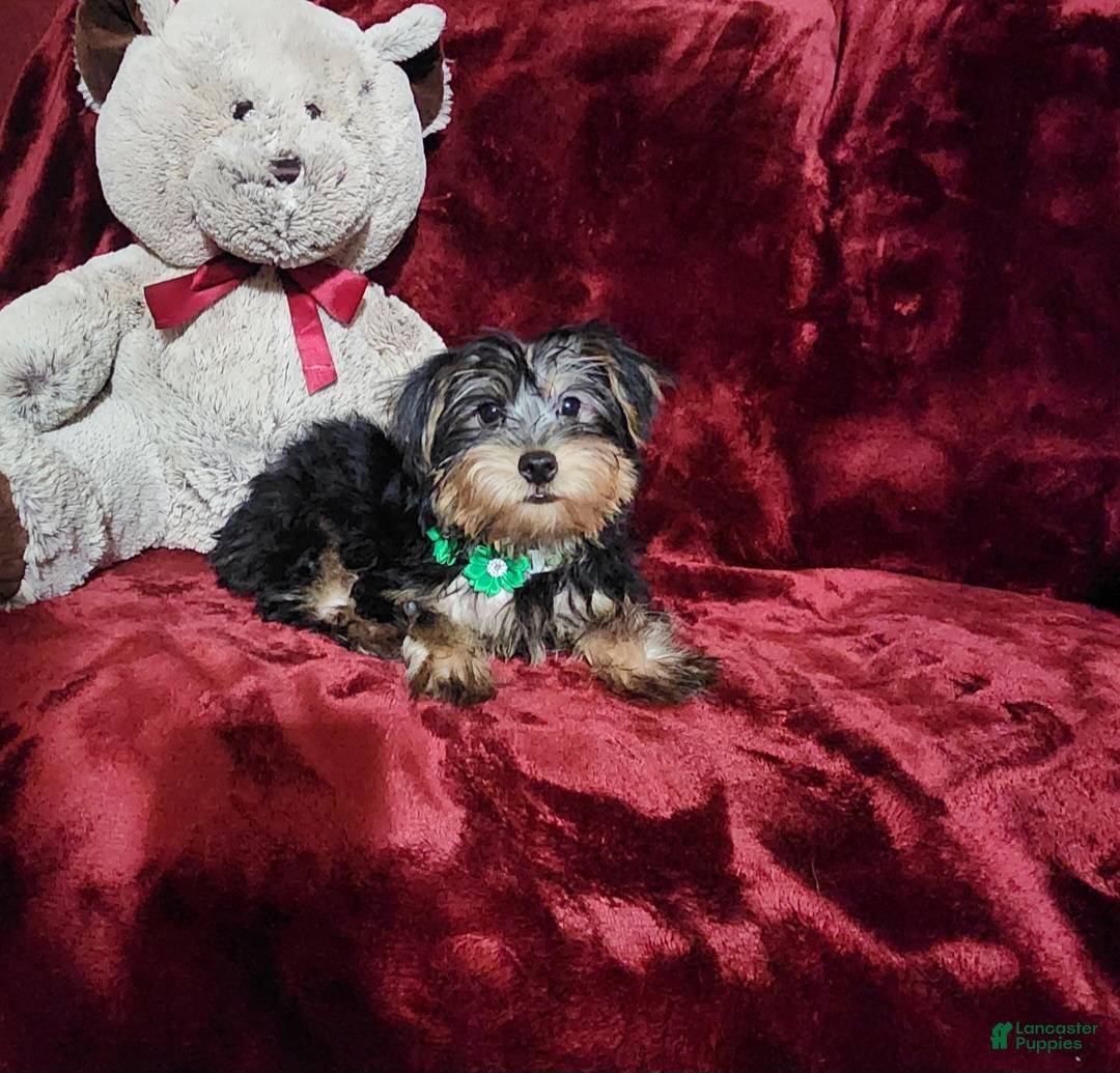 Yorkshire Terrier dogs for sale: BRODY - Ad 3