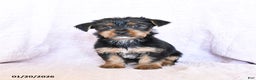 Yorkshire Terrier dogs for sale: Oliver - Ad 4