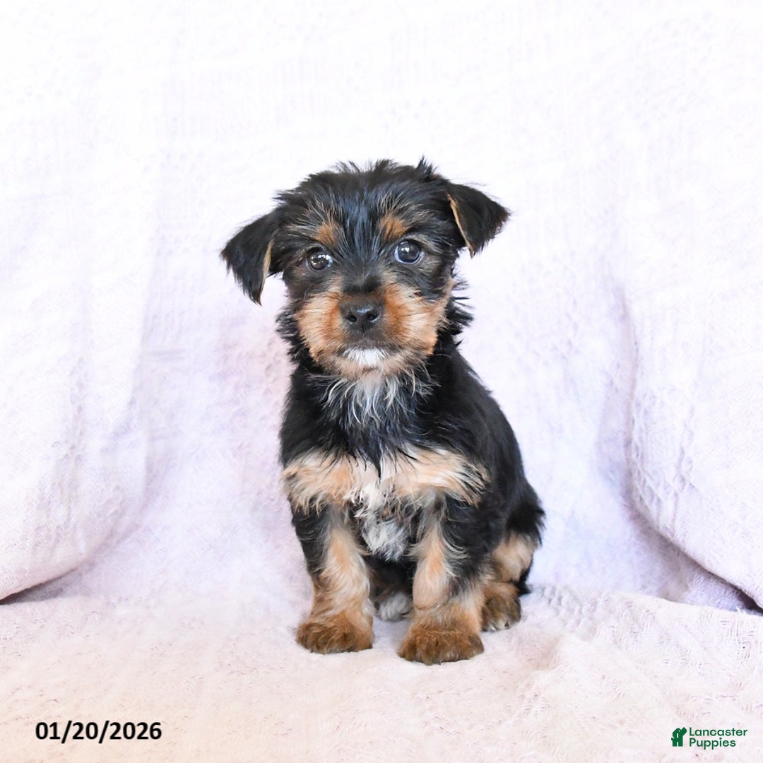 Yorkshire Terrier dogs for sale: Oliver - Ad 4