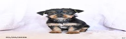 Yorkshire Terrier dogs for sale: Oliver - Ad 14