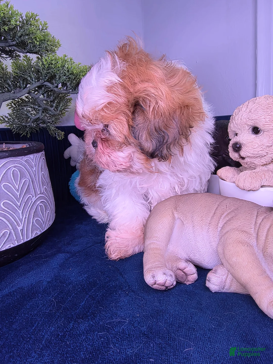 Shih Tzu dogs for sale: Shih Tzu leon - Ad 5