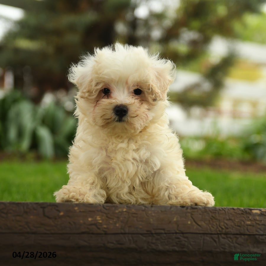 Maltipoo dogs Nellie  - Ad 2