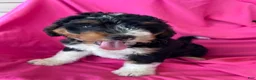 Mini Bernedoodle dogs for sale: RUSTY - Ad 6