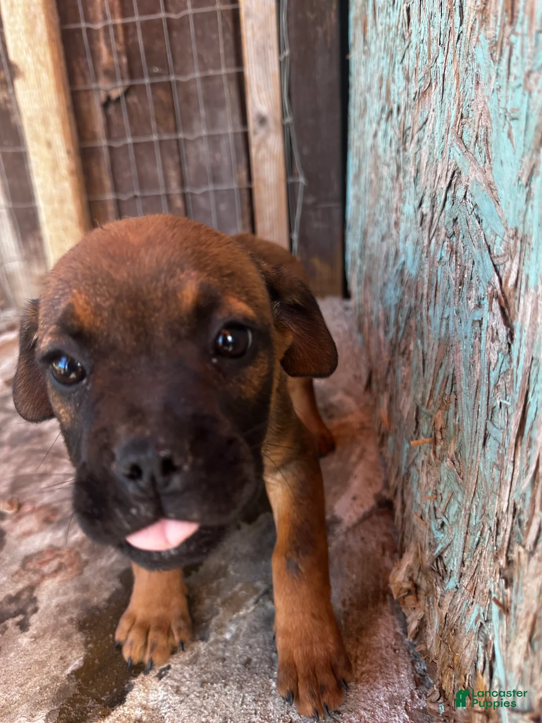 Mixed Breed dogs for sale: Mixed Breed Puppy 2 - Ad 2