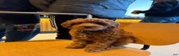 Cavapoo dogs for sale: Cavapoo 1 - Ad 9