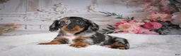 Miniature Dachshund dogs for sale: Leo - Ad 11
