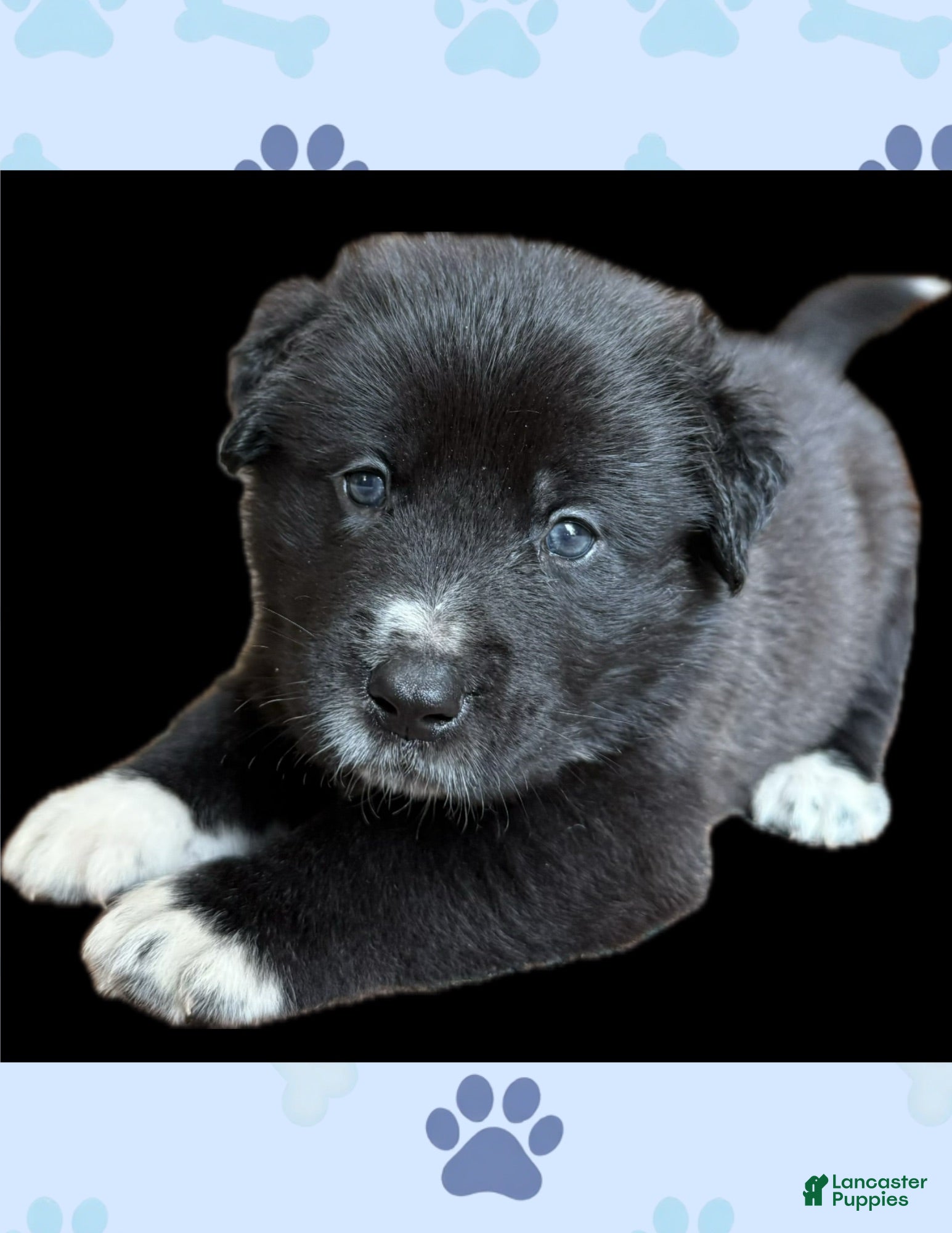 Mixed Breed dogs Fuzz - Ad 7