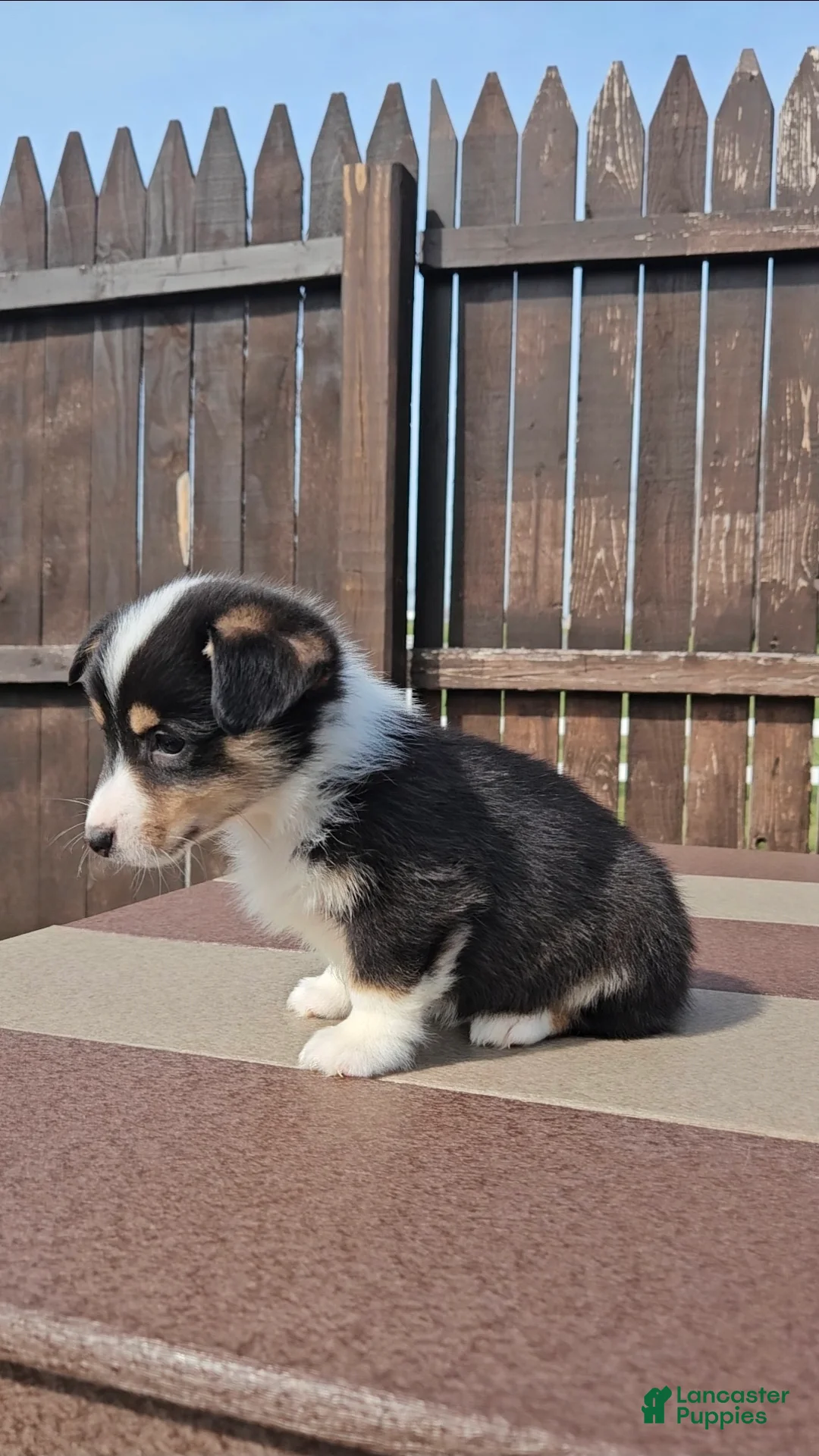 Mixed Breed dogs for sale: Spencer  - Ad 2