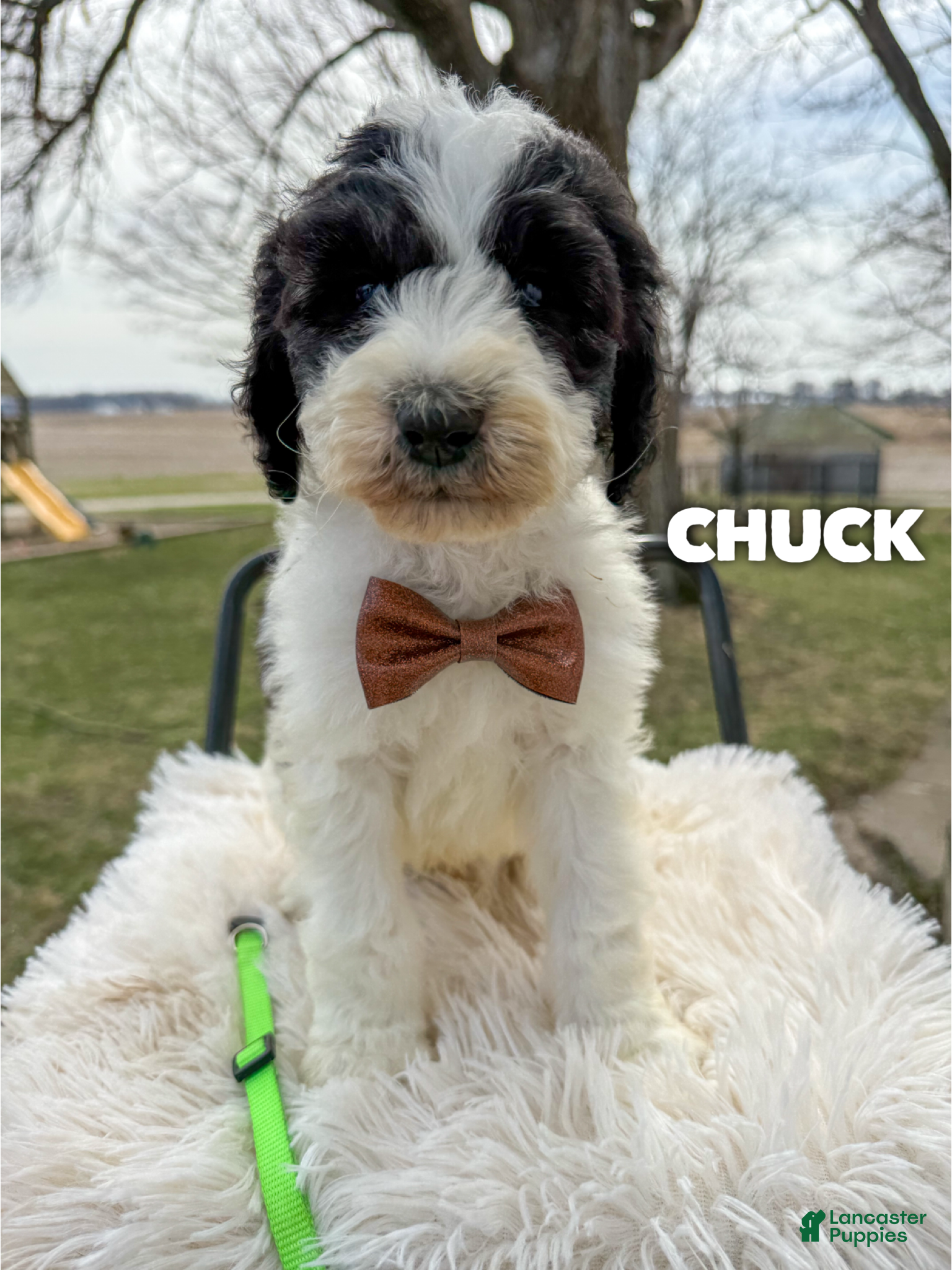 Saint Berdoodles dogs Chuck - Standard F1b - Ad 1
