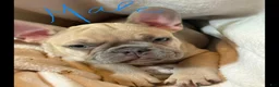 French Bulldog dogs for sale: French Bulldog Puppies - Ad 2