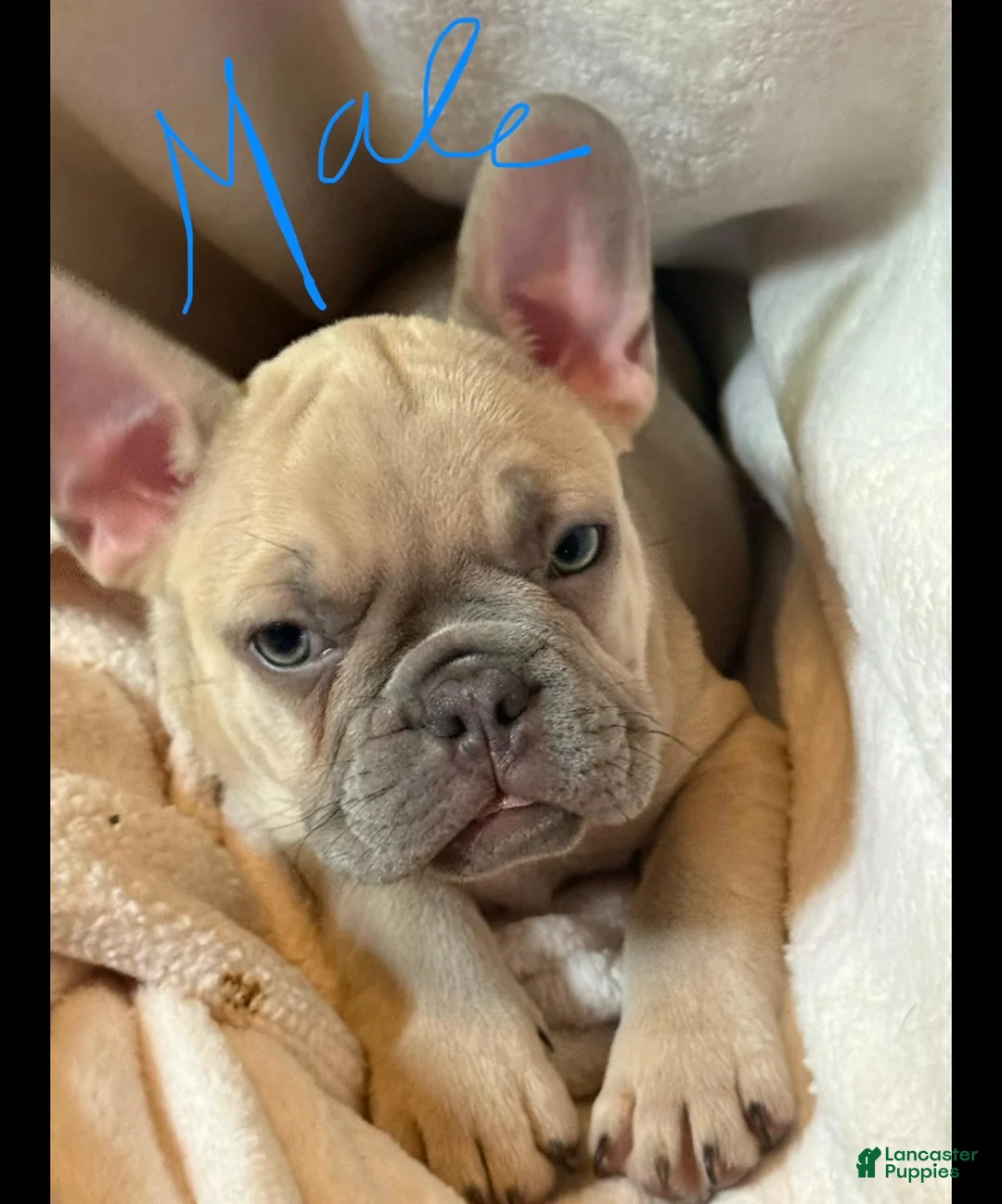French Bulldog dogs for sale: French Bulldog Puppies - Ad 2