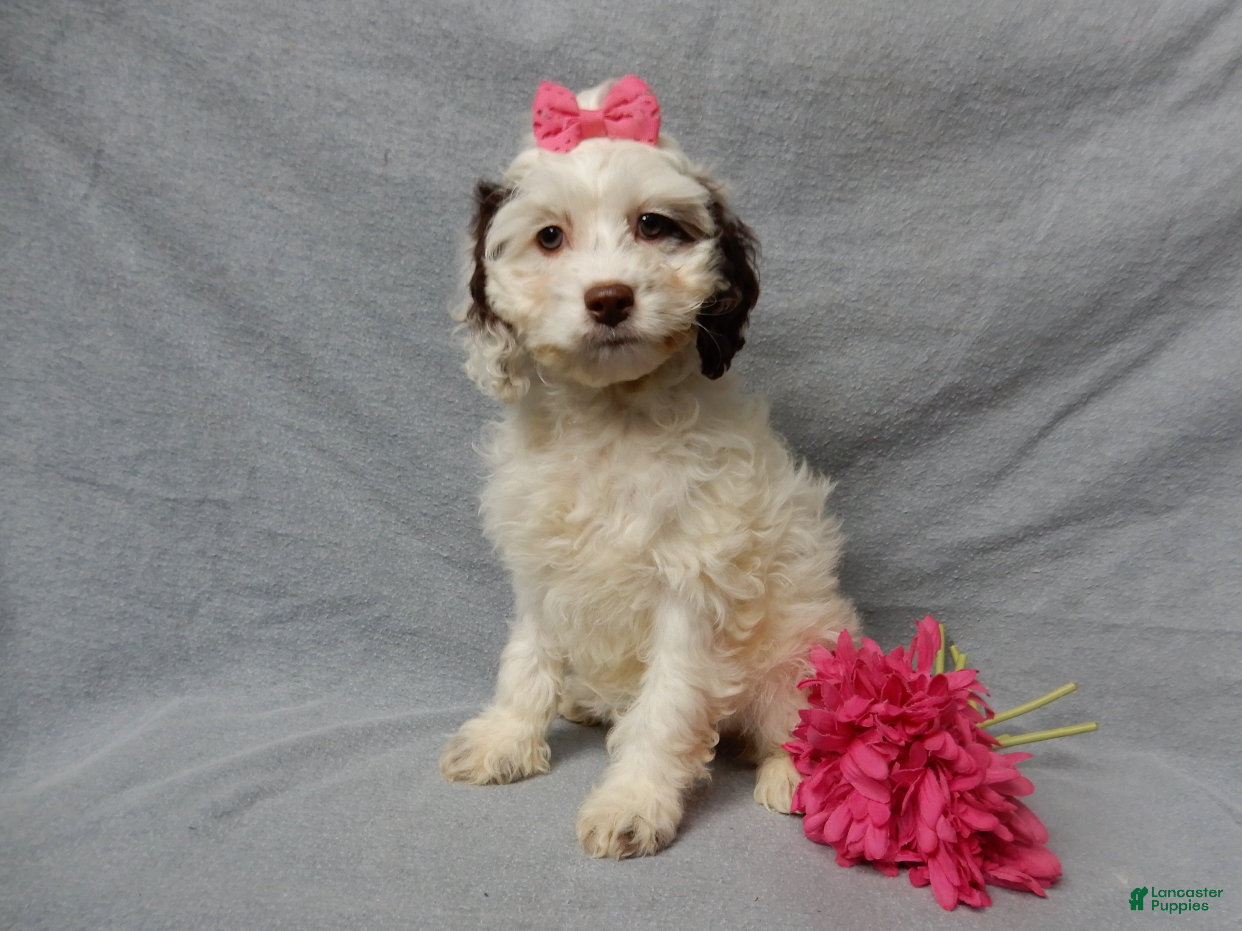 Cockapoo dogs Angel - Ad 11