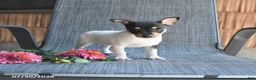 Toy Fox Terrier dogs for sale: Cliff - Ad 4