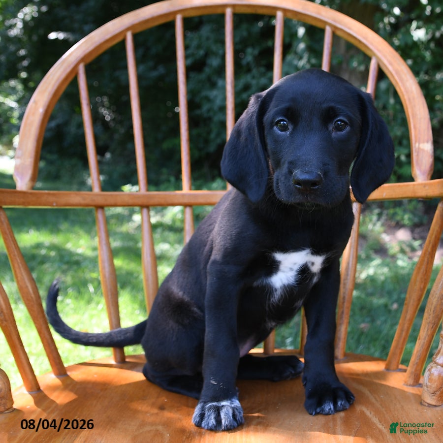Mixed Breed dogs Nebula - Ad 1