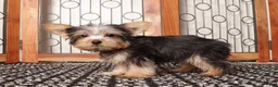 Yorkshire Terrier dogs for sale: Nico Loving Male Yorkie- ACA - Ad 4