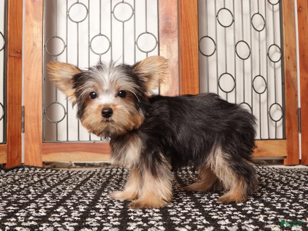 Yorkshire Terrier dogs for sale: Nico Loving Male Yorkie- ACA - Ad 4