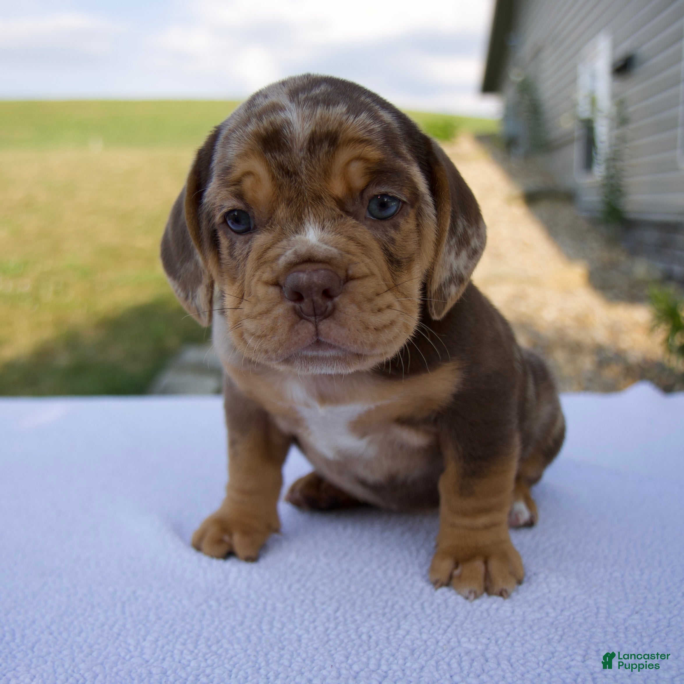 Beabull dogs Sadie - Ad 2