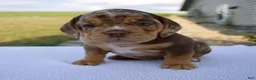 Beabull dogs for sale: Sadie - Ad 2