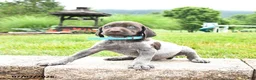 German Shorthaired Pointer dogs for sale: Hershey - Ad 3