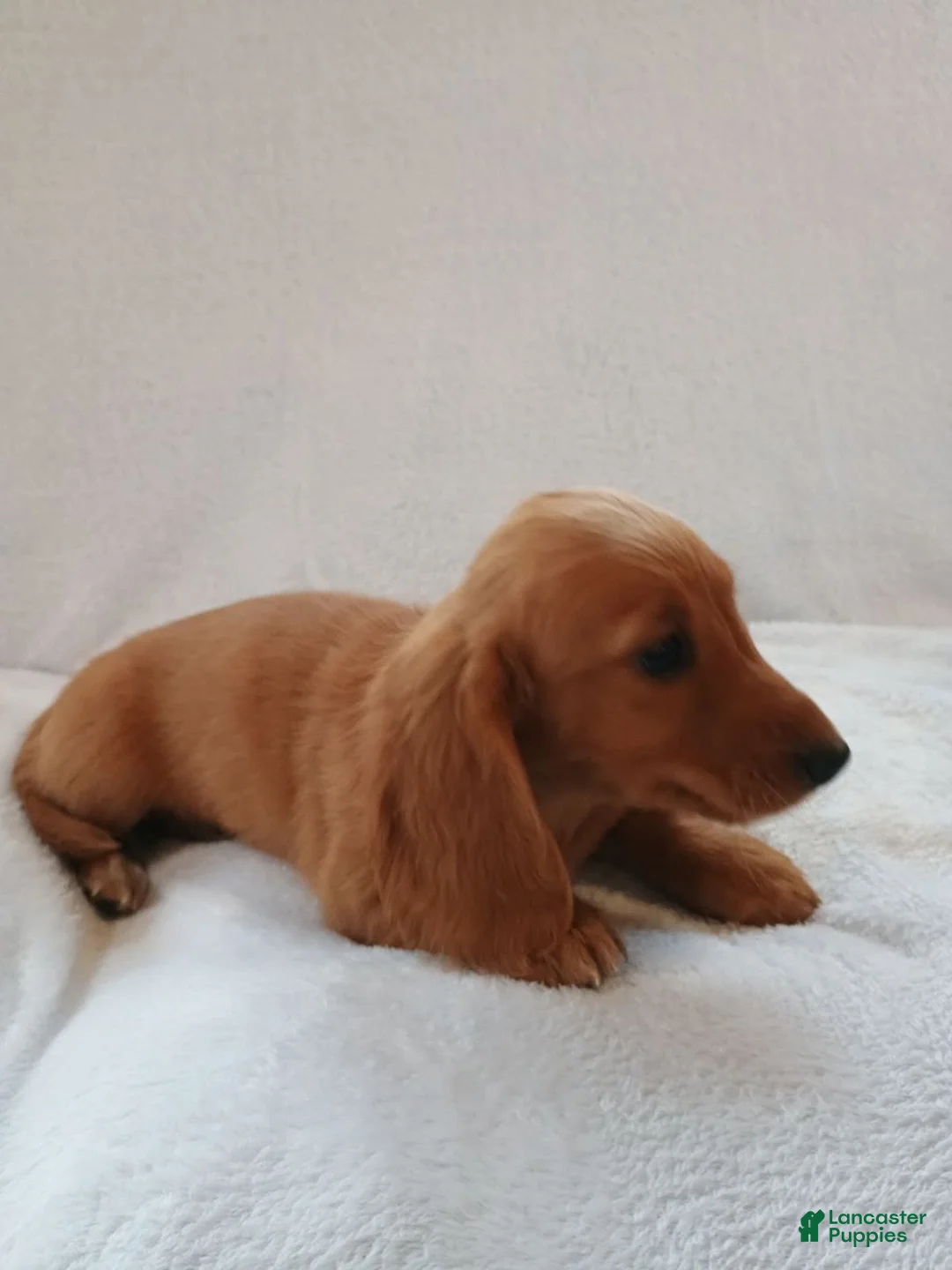 Miniature Dachshund dogs for sale: Sally  - Ad 2
