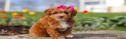 Miniature Poodle dogs for sale: Colleen - Ad 3