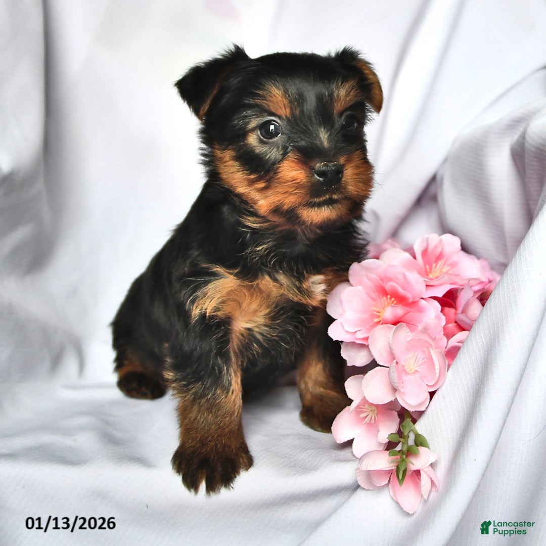 Yorkshire Terrier dogs for sale: Oscar - Ad 2