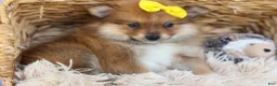 Pomeranian dogs for sale: Farris  - Ad 5