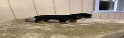 Rottweiler dogs for sale: Rottweiler 2 - Ad 23