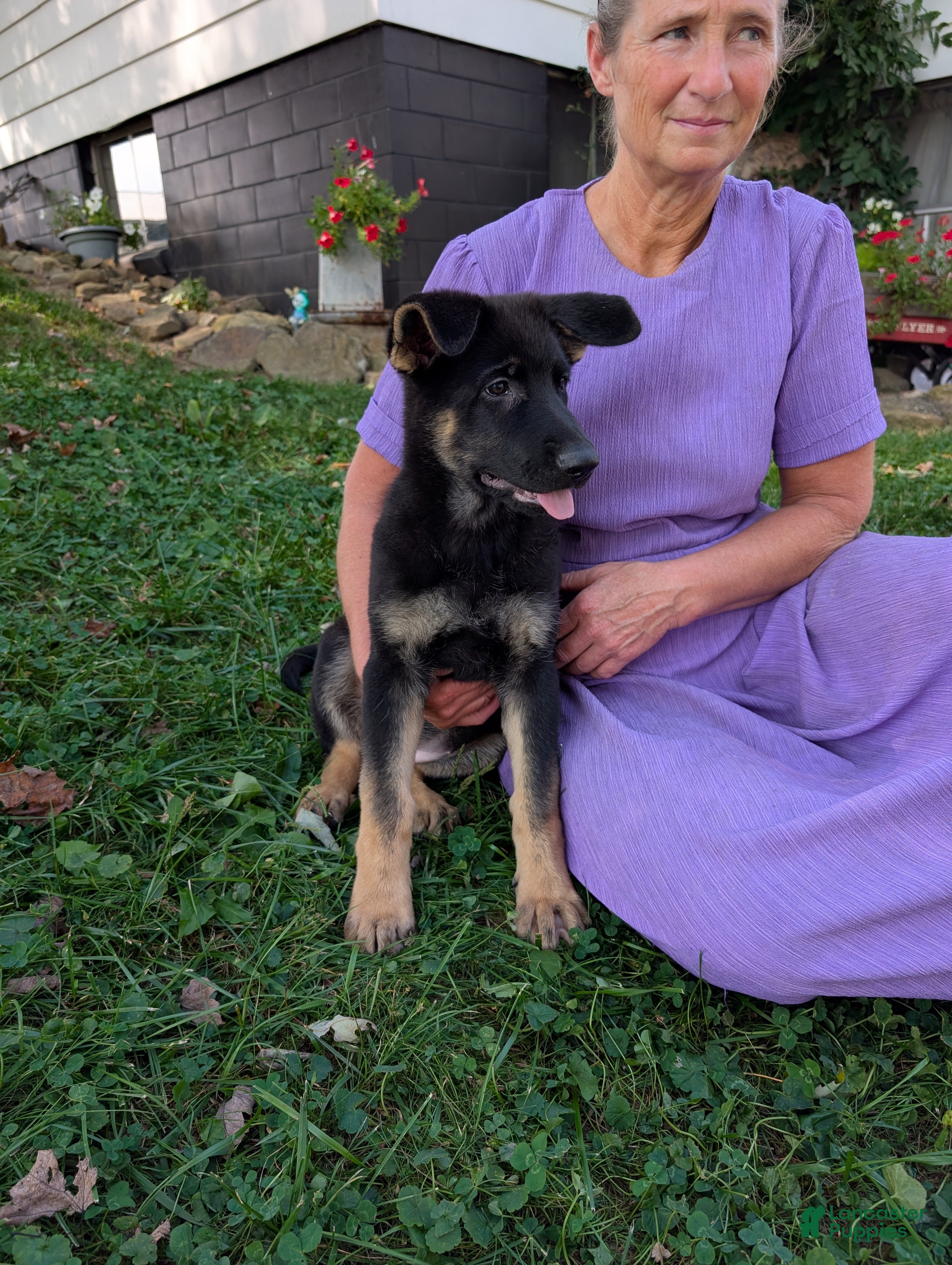 German Shepherd dogs Mati - Ad 1