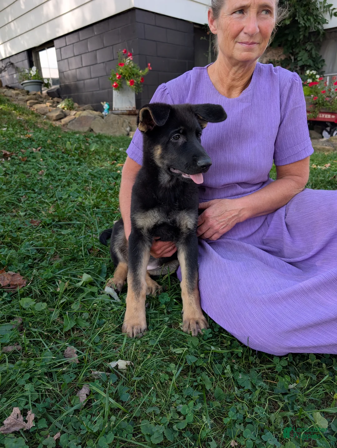 German Shepherd dogs for sale: Mati - Ad 1