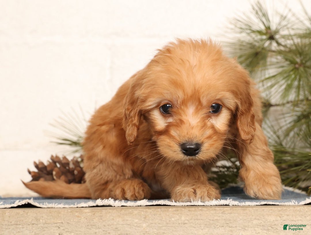 Mini Goldendoodle dogs for sale: Mikey - Ad 5