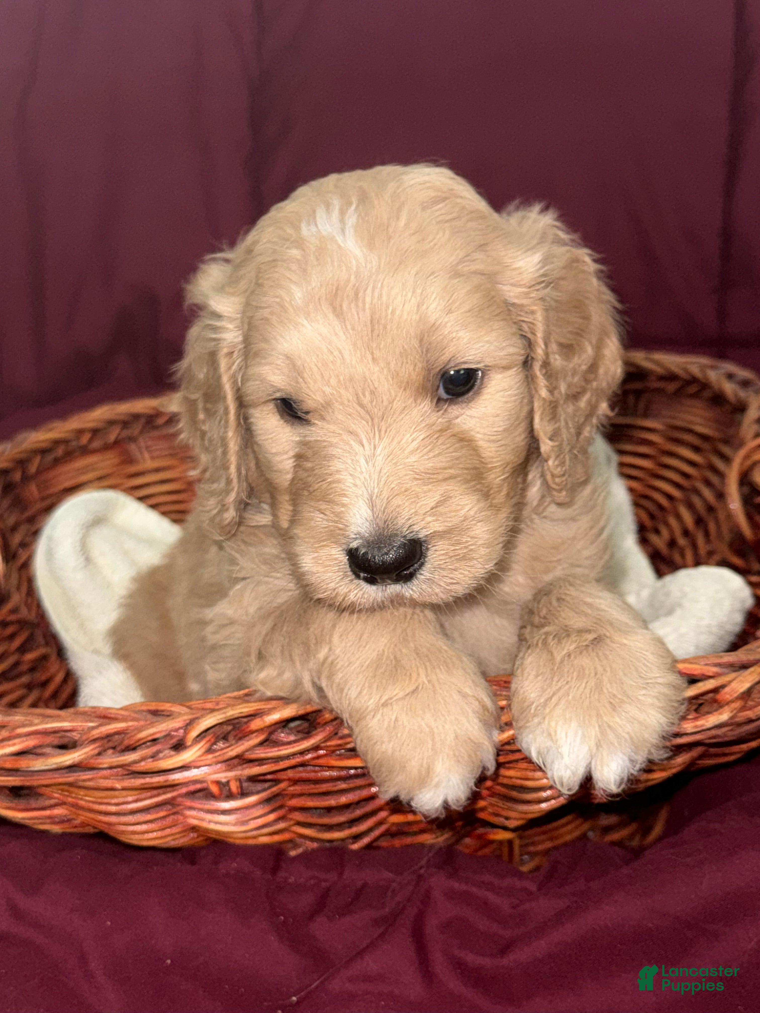 Goldendoodle dogs Light Blue - Ad 1