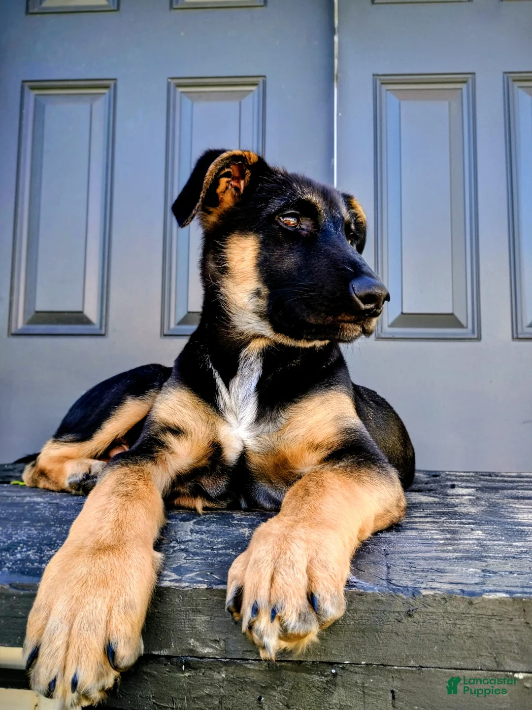 German Shepherd dogs for sale: German Shepherd Puppy 1 - Ad 1