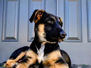 German Shepherd dogs German Shepherd Puppy 1 - Ad 2