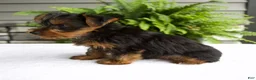 Yorkshire Terrier dogs for sale: Alfie - Ad 4