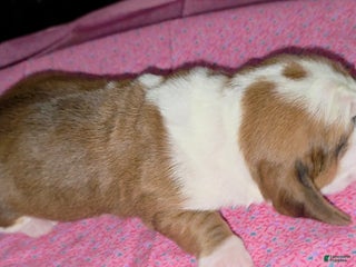 Basset Hound dogs - Ad 5