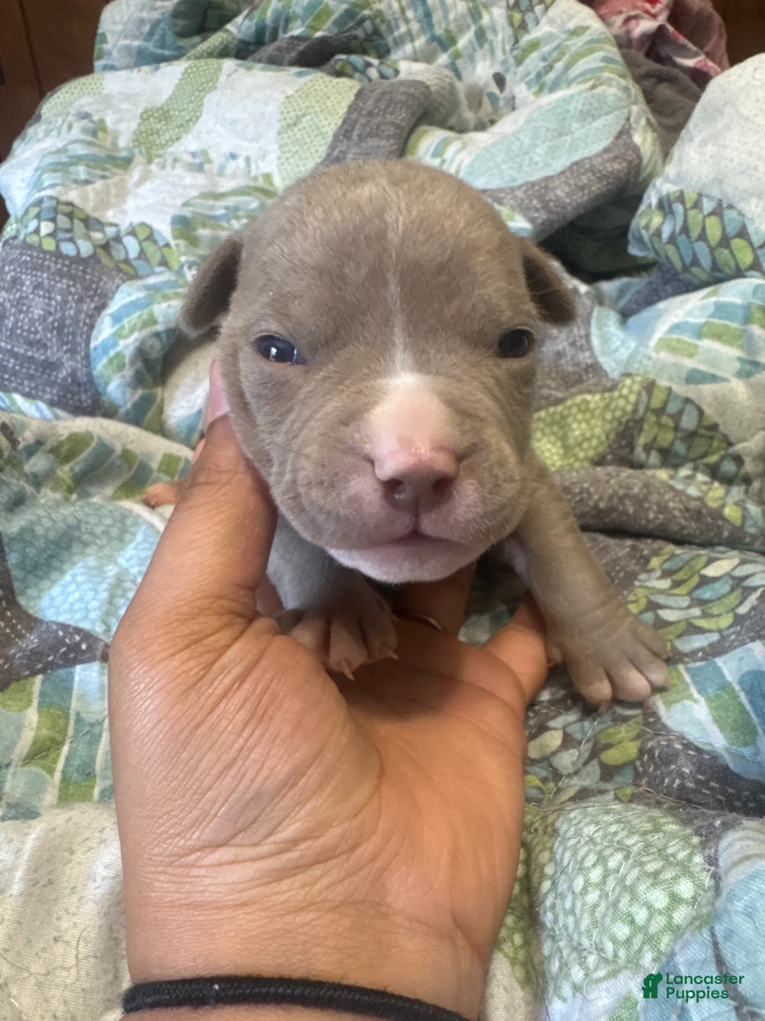 American Bully dogs for sale: American Bully 1 - Ad 1