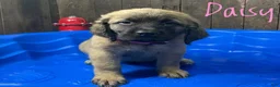 English Mastiff dogs for sale: Daisy - Ad 2
